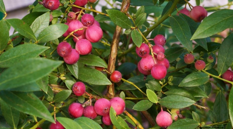 Blueberry Varieties: A Comprehensive Guide for Gardeners