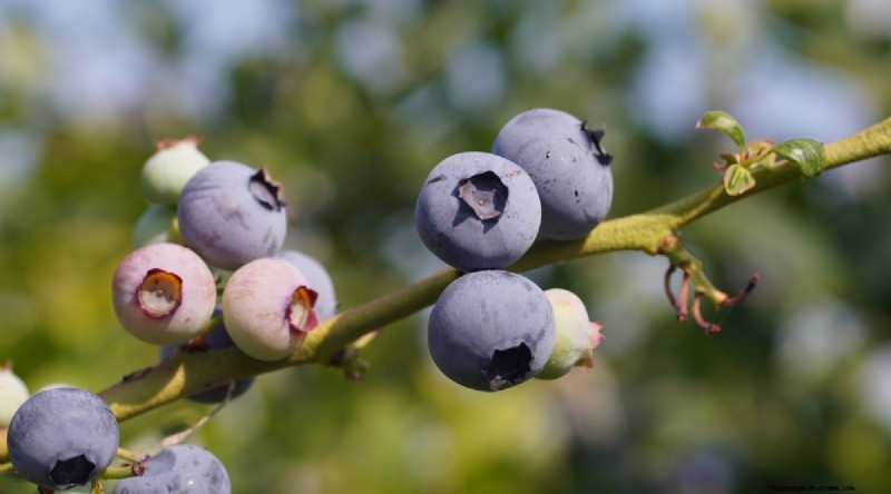 Blueberry Varieties: A Comprehensive Guide for Gardeners