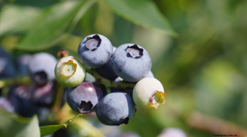 Blueberry Varieties: A Comprehensive Guide for Gardeners