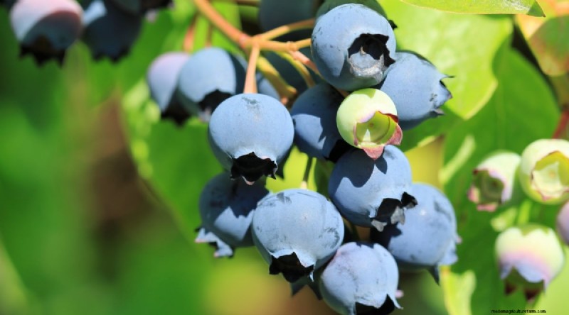 Blueberry Varieties: A Comprehensive Guide for Gardeners
