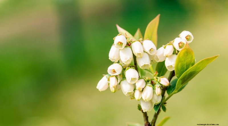 Blueberry Varieties: A Comprehensive Guide for Gardeners