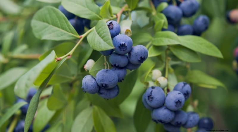 Blueberry Varieties: A Comprehensive Guide for Gardeners