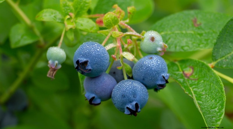 Blueberry Varieties: A Comprehensive Guide for Gardeners