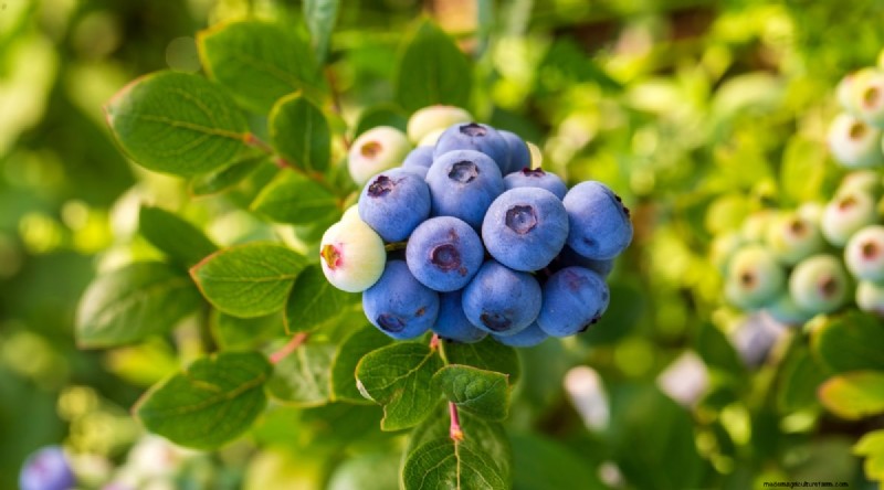 Blueberry Varieties: A Comprehensive Guide for Gardeners