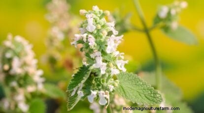 Growing Catnip: A Complete Guide for Beginners & Experts