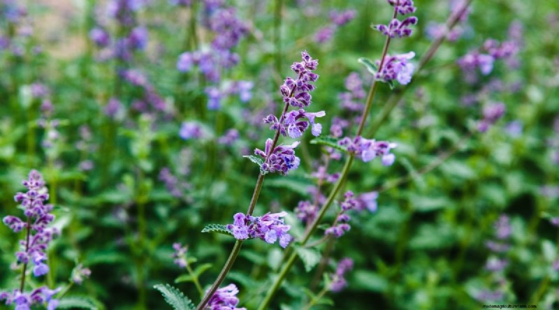 Growing Catnip: A Complete Guide for Beginners & Experts