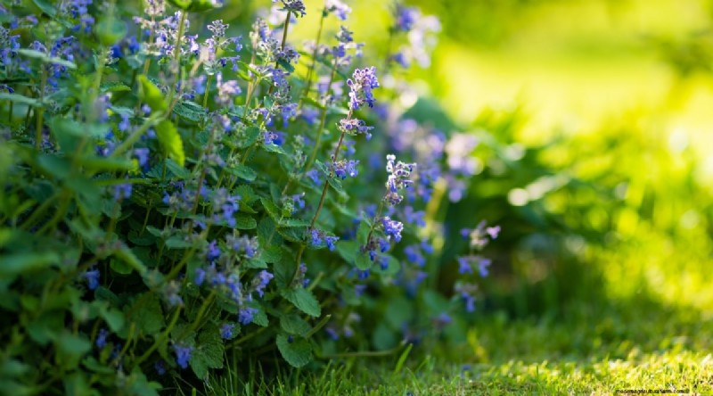 Growing Catnip: A Complete Guide for Beginners & Experts