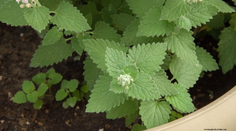 Growing Catnip: A Complete Guide for Beginners & Experts