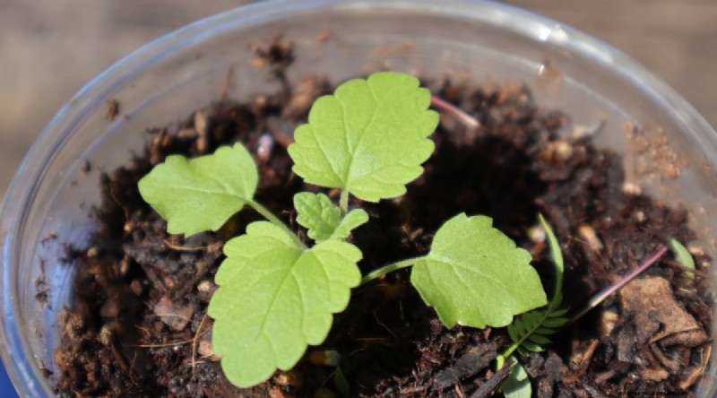 Growing Catnip: A Complete Guide for Beginners & Experts