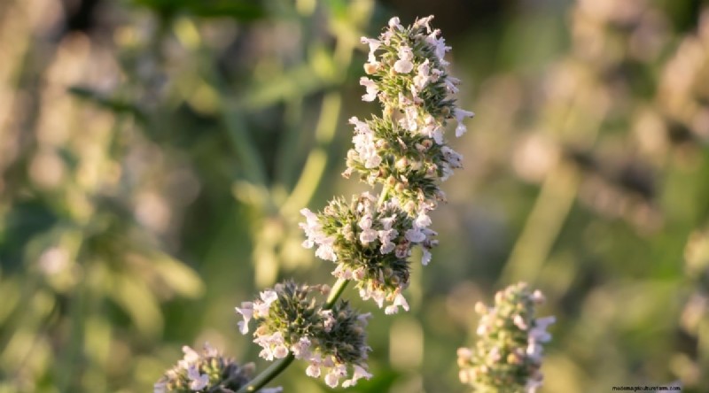 Growing Catnip: A Complete Guide for Beginners & Experts