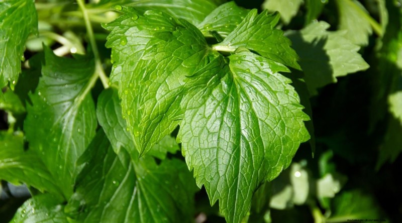 Growing Catnip: A Complete Guide for Beginners & Experts