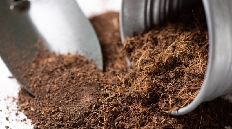 Growing Catnip: A Complete Guide for Beginners & Experts