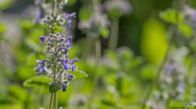 Growing Catnip: A Complete Guide for Beginners & Experts