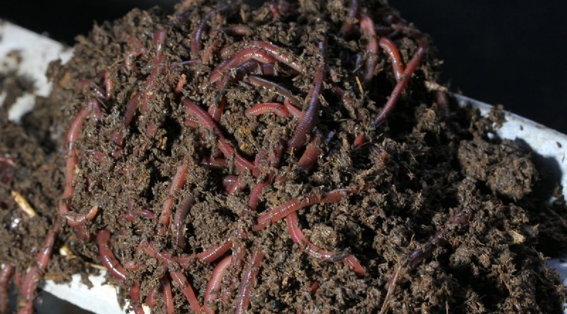 Growing Catnip: A Complete Guide for Beginners & Experts