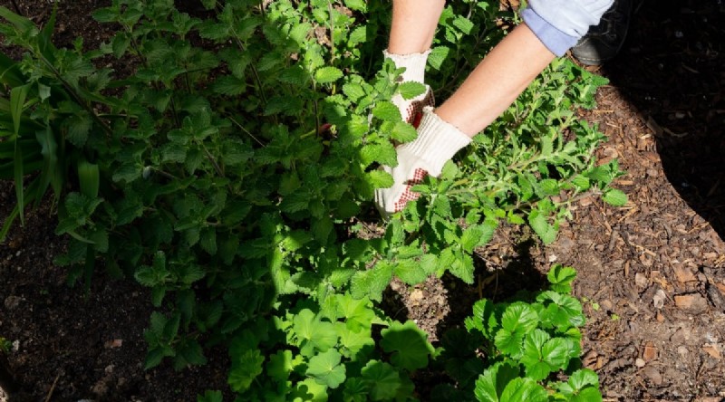 Growing Catnip: A Complete Guide for Beginners & Experts