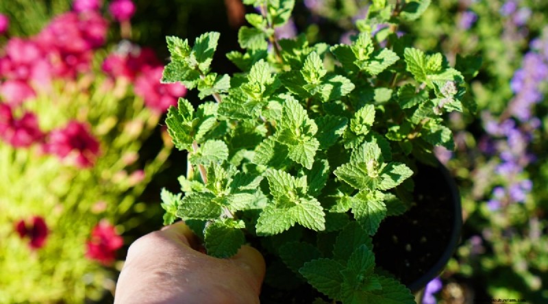 Growing Catnip: A Complete Guide for Beginners & Experts