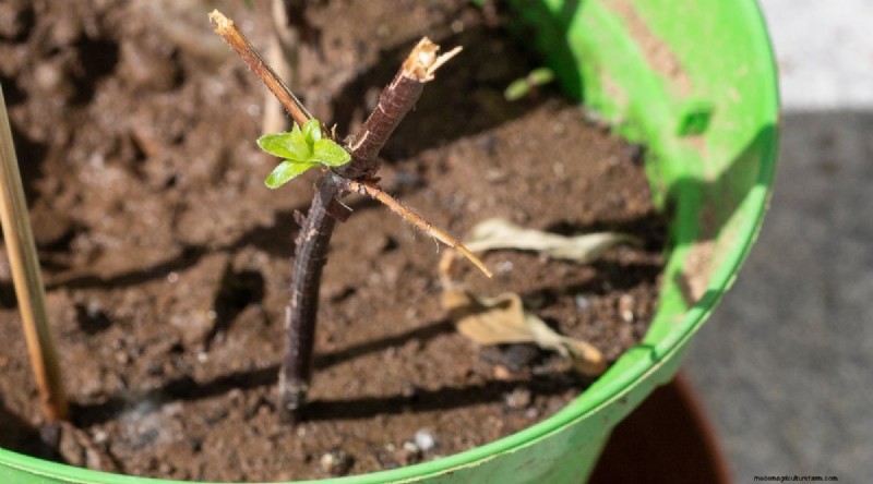 Growing Catnip: A Complete Guide for Beginners & Experts
