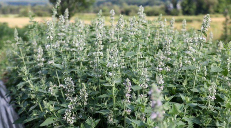 Growing Catnip: A Complete Guide for Beginners & Experts