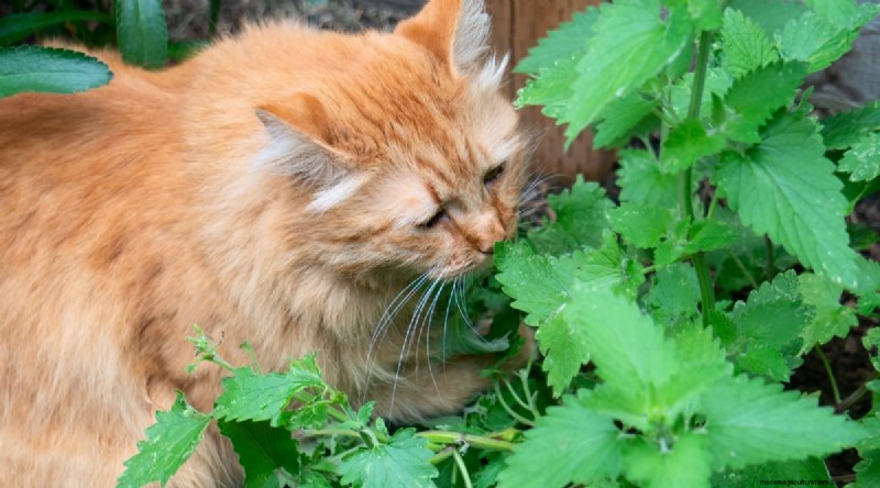 Growing Catnip: A Complete Guide for Beginners & Experts