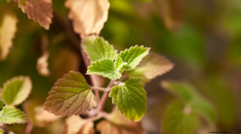 Growing Catnip: A Complete Guide for Beginners & Experts