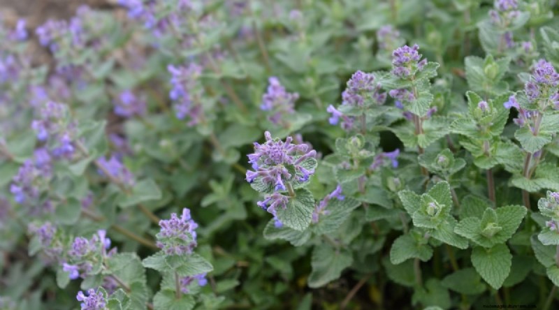 Growing Catnip: A Complete Guide for Beginners & Experts