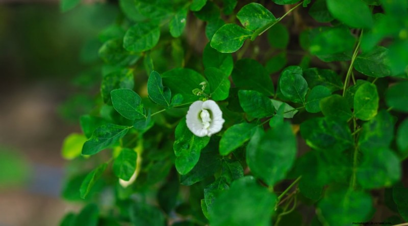 Growing Catnip: A Complete Guide for Beginners & Experts