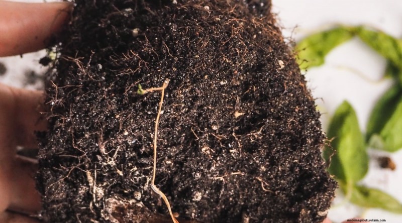 Growing Catnip: A Complete Guide for Beginners & Experts