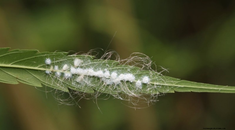 Growing Catnip: A Complete Guide for Beginners & Experts