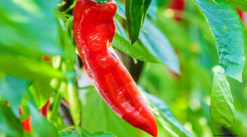 Jimmy Nardello Peppers: Growing, Care & Culinary Uses
