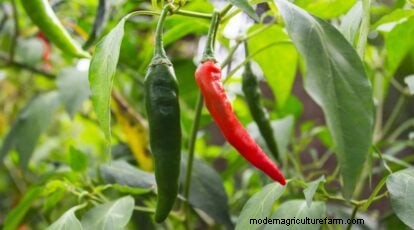 Jimmy Nardello Peppers: Growing, Care & Culinary Uses