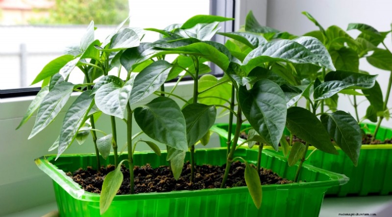 Jimmy Nardello Peppers: Growing, Care & Culinary Uses