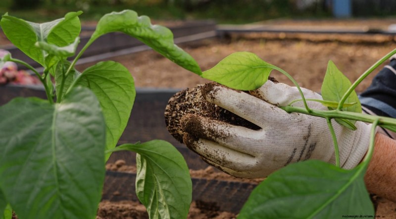 Jimmy Nardello Peppers: Growing, Care & Culinary Uses