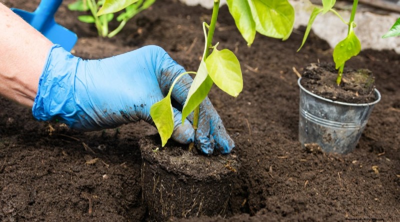 Jimmy Nardello Peppers: Growing, Care & Culinary Uses