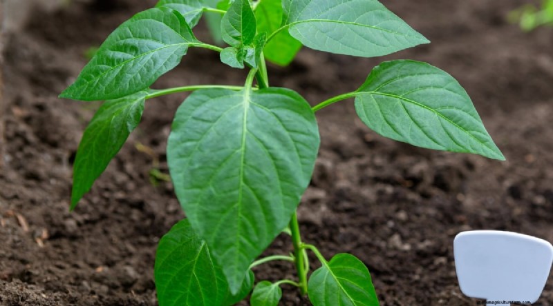 Jimmy Nardello Peppers: Growing, Care & Culinary Uses