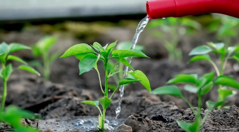 Jimmy Nardello Peppers: Growing, Care & Culinary Uses