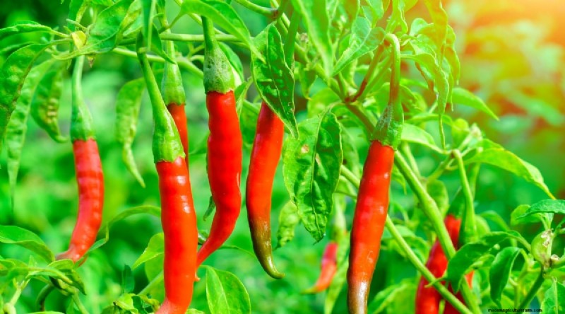 Jimmy Nardello Peppers: Growing, Care & Culinary Uses