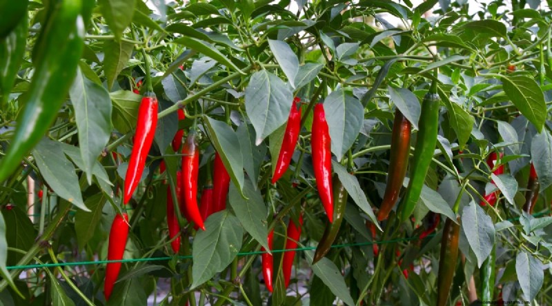 Jimmy Nardello Peppers: Growing, Care & Culinary Uses