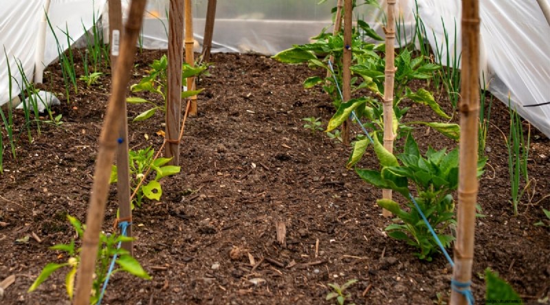 Jimmy Nardello Peppers: Growing, Care & Culinary Uses