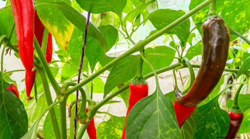 Jimmy Nardello Peppers: Growing, Care & Culinary Uses