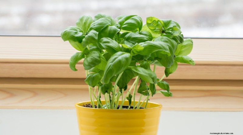 Jimmy Nardello Peppers: Growing, Care & Culinary Uses