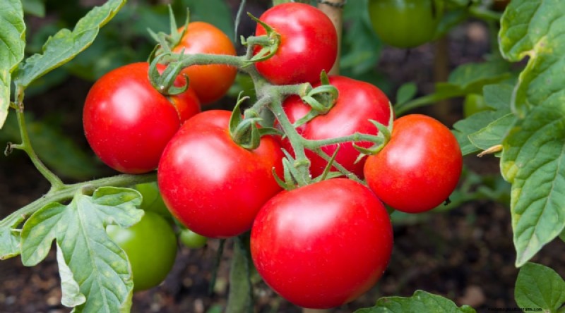 Jimmy Nardello Peppers: Growing, Care & Culinary Uses
