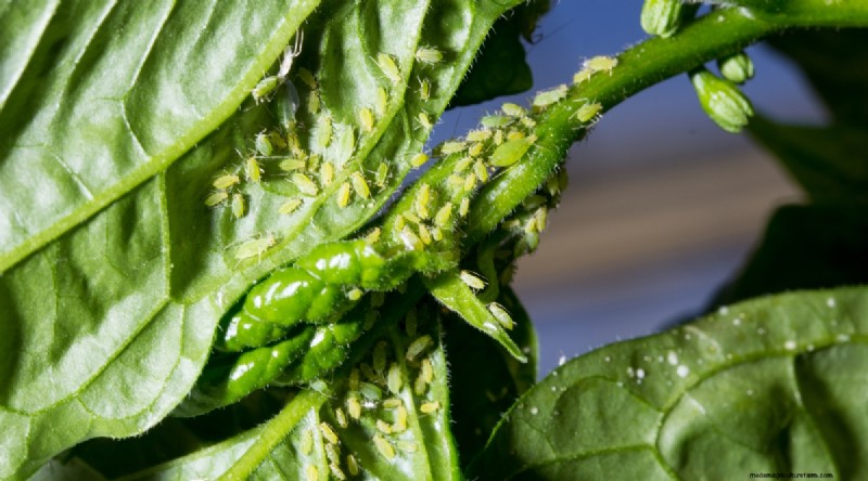 Jimmy Nardello Peppers: Growing, Care & Culinary Uses