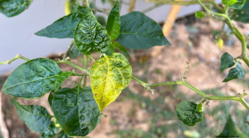 Jimmy Nardello Peppers: Growing, Care & Culinary Uses