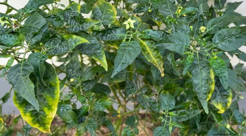 Jimmy Nardello Peppers: Growing, Care & Culinary Uses