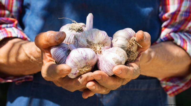 Softneck vs. Hardneck Garlic: A Comprehensive Guide