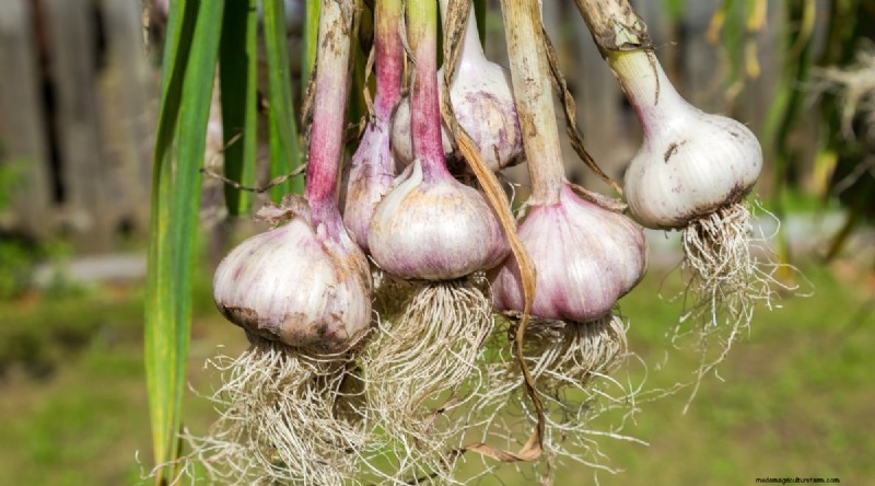 Softneck vs. Hardneck Garlic: A Comprehensive Guide