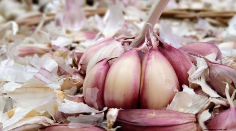 Softneck vs. Hardneck Garlic: A Comprehensive Guide