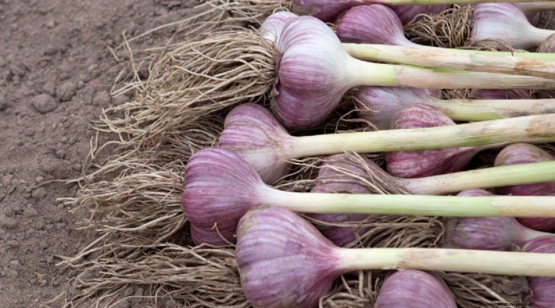 Softneck vs. Hardneck Garlic: A Comprehensive Guide
