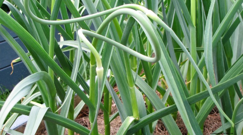 Softneck vs. Hardneck Garlic: A Comprehensive Guide