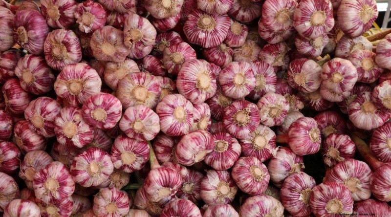 Softneck vs. Hardneck Garlic: A Comprehensive Guide